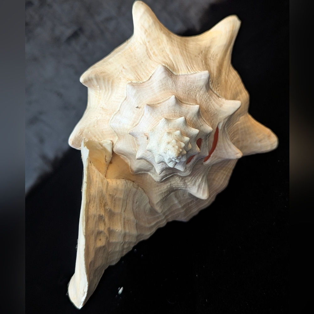 HUGE 3lb+ Seashell Conch Queen Horn Natural Large 11" x 8" Nautical Sea Decor